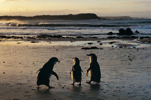 Phillip Island Penguin Parade Day Trip With Koala Conservation Reserve Visit - Attractions Sydney 0
