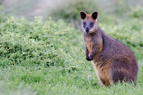Phillip Island Penguin Parade Day Trip With Koala Conservation Reserve Visit - Attractions Sydney 1