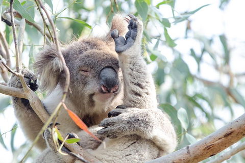 Phillip Island Penguin Parade Day Trip With Koala Conservation Reserve Visit - Attractions Sydney 2