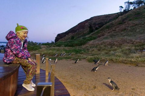 Phillip Island Penguin Parade Day Trip With Koala Conservation Reserve Visit - Attractions Sydney 3
