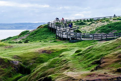 Phillip Island Penguin Parade Day Trip With Koala Conservation Reserve Visit - Attractions Sydney 4