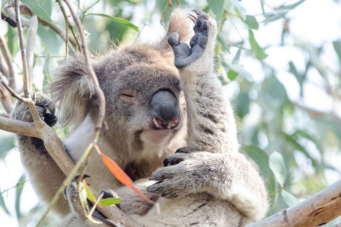 Great Ocean Road Reverse Itinerary With 12 Apostles From Melbourne - Attractions Sydney 1