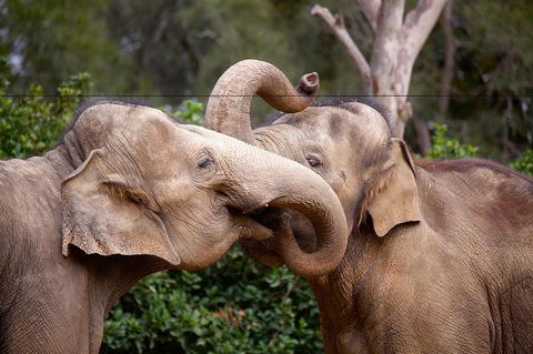 Melbourne Zoo General Entry Ticket - Attractions Sydney 0