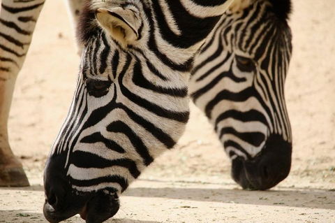 Melbourne Zoo General Entry Ticket - Attractions Sydney 1