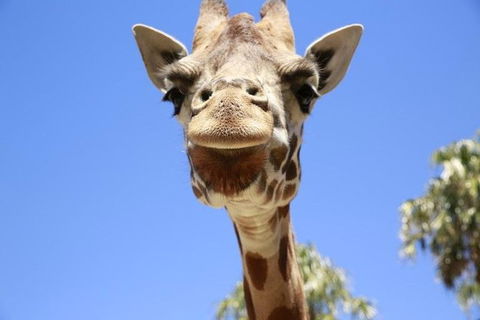 Melbourne Zoo General Entry Ticket - Attractions Sydney 2