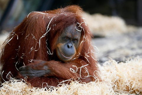 Melbourne Zoo General Entry Ticket - Attractions Sydney 3