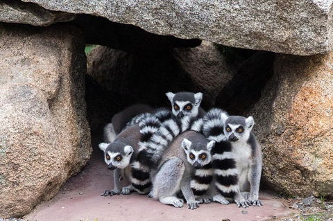 Melbourne Zoo General Entry Ticket - Attractions Sydney 4
