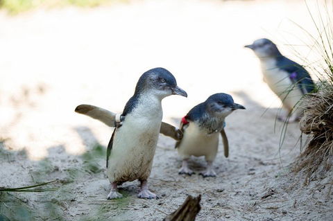 Melbourne Zoo General Entry Ticket - Attractions Sydney 5