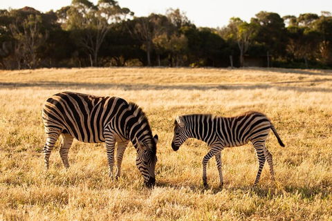 Sunset Safari At Werribee Open Range Zoo - Attractions Sydney 3