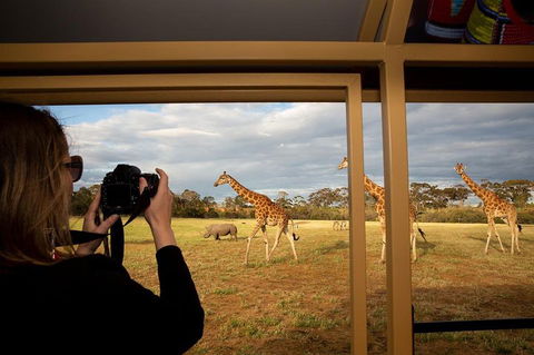 Sunset Safari At Werribee Open Range Zoo - Attractions Sydney 4
