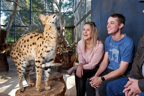 African Cat Encounter At Werribee Open Range Zoo - Attractions Sydney 0