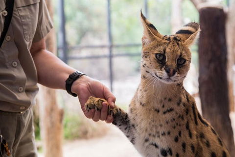 African Cat Encounter At Werribee Open Range Zoo - Attractions Sydney 1