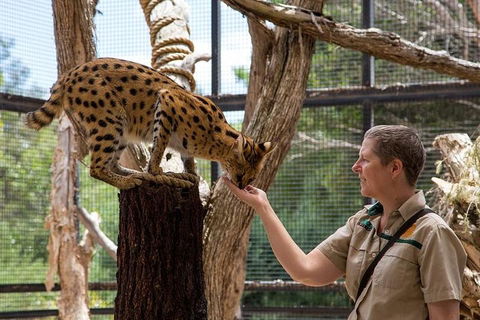 African Cat Encounter At Werribee Open Range Zoo - Attractions Sydney 2