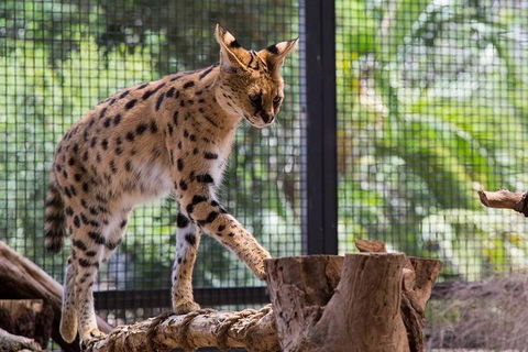 African Cat Encounter At Werribee Open Range Zoo - Attractions Sydney 3