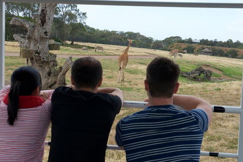 Off-Road Safari At Werribee Open Range Zoo - Attractions Sydney 4