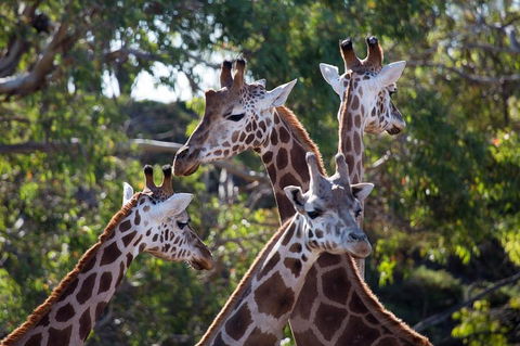 Werribee Open Range Zoo General Admission Ticket - Attractions Sydney 0
