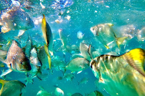 Moreton Island Day Trip (Kayak, Snorkel & Sandboard) Frm Brisbane Or Gold Coast - Attractions Sydney 1