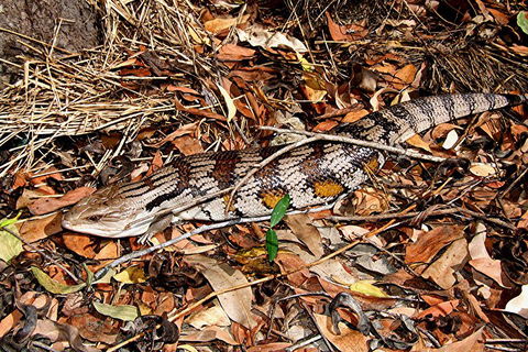 Hartley's Crocodile Adventures General Entry Ticket - Attractions Sydney 5