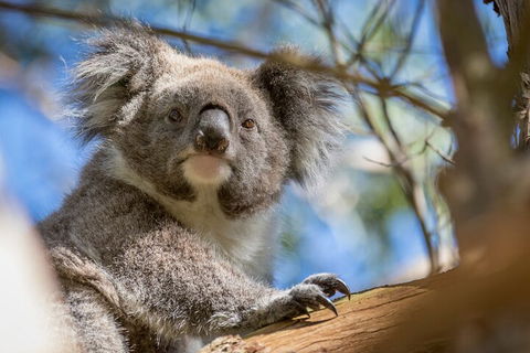Phillip Island Penguin And Koala Highlights Day-Trip From Melbourne - Attractions Sydney 2