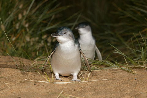 Phillip Island Penguin And Koala Highlights Day-Trip From Melbourne - Attractions Sydney 3