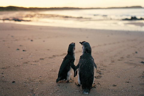 Phillip Island Penguin And Koala Highlights Day-Trip From Melbourne - Attractions Sydney 4