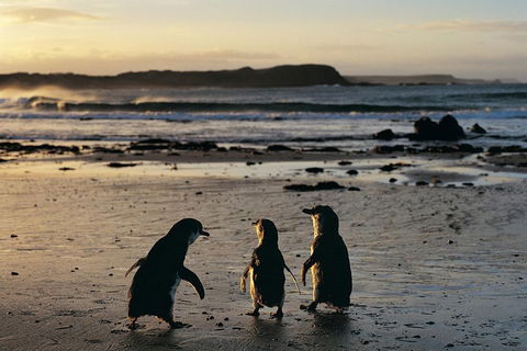 Small-Group Phillip Island Day Trip From Melbourne With Penguin Plus Viewing - Attractions Sydney 2