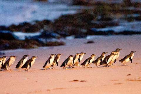 Small-Group Phillip Island Day Trip From Melbourne With Penguin Plus Viewing - Attractions Sydney 4