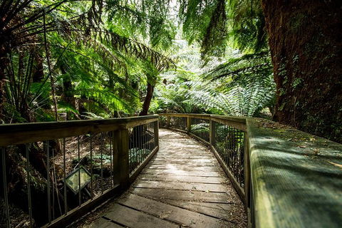 Small-Group Great Ocean Road Experience And Surf Coast Tour - Attractions Sydney 1