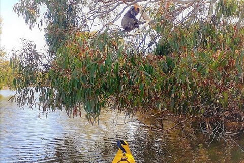 Kangaroo Island Self-Guided Kayaking On The Harriet River - Attractions Sydney 4