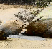 Phillip Island Penguin Parade Brighton Bathing Boxes and Wildlife Park Tour - Attractions Sydney