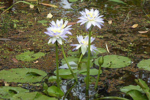 Yellow Water Cruise - Kakadu - Attractions Sydney 0