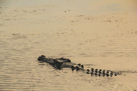 Yellow Water Cruise - Kakadu - Attractions Sydney 2