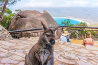 Book Viator Accommodation Vacations Attractions Sydney Attractions Sydney