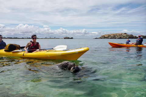 Seal Island And Penguin Island Or Point Peron Sea Kayak Tour - Attractions Sydney 0