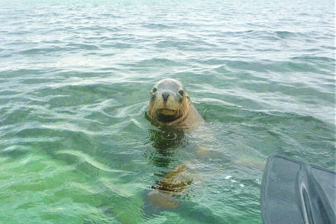 Seal Island And Penguin Island Or Point Peron Sea Kayak Tour - Attractions Sydney 1