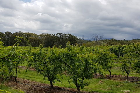 Yarra Valley Wineries And Rayners Orchard Tour From Melbourne - Attractions Sydney 4