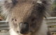 Full-Day Great Ocean Road Tour From Melbourne - thumb 3