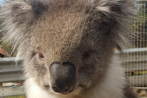 Full-Day Great Ocean Road Tour From Melbourne - Attractions Sydney 3