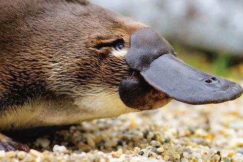 2 Day Great Ocean Road Tour And Platypus Paddle - Attractions Sydney 3