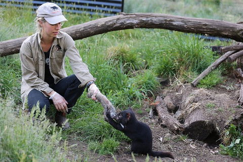 After Dark Tasmanian Devil Feeding Tour At Cradle Mountain - Attractions Sydney 1