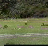 Yanchep  Lancelin - Wildlife Cave And Sands - Attractions Sydney