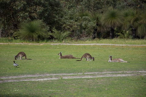 Yanchep & Lancelin - Wildlife, Cave And Sands - Attractions Sydney 0