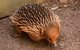 Puffing Billy And Healesville Sanctuary Scenic Tour - thumb 0
