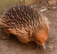 Puffing Billy And Healesville Sanctuary Scenic Tour - Attractions Sydney