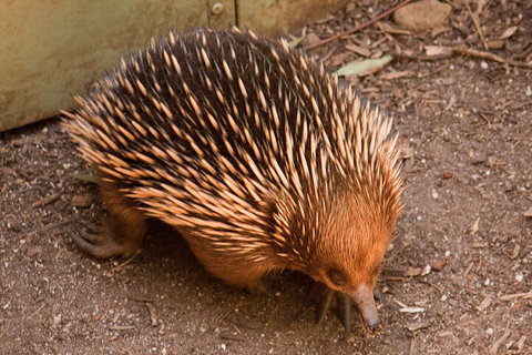 Puffing Billy And Healesville Sanctuary Scenic Tour - Attractions Sydney 0