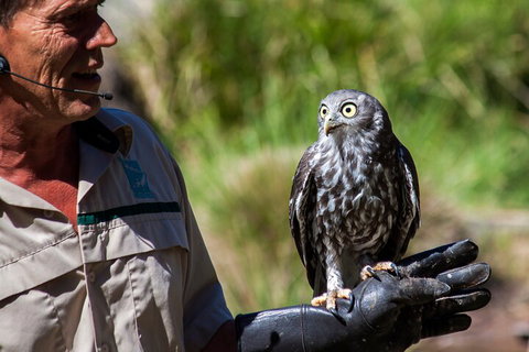 Puffing Billy And Healesville Sanctuary Scenic Tour - Attractions Sydney 3
