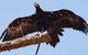 Puffing Billy And Healesville Sanctuary Scenic Tour - thumb 4