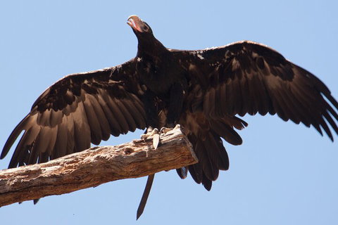 Puffing Billy And Healesville Sanctuary Scenic Tour - Attractions Sydney 4