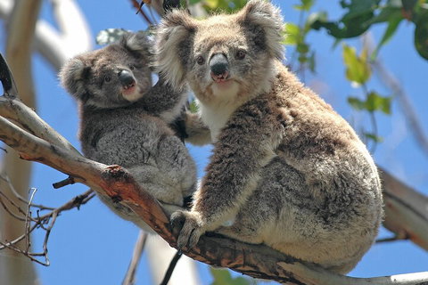Puffing Billy And Healesville Sanctuary Scenic Tour - Attractions Sydney 5