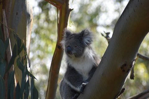 Healesville Sanctuary And Phillip Island Wildlife Bus Tour - Attractions Sydney 0